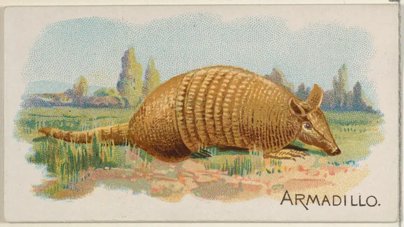 Armadillo, from the Quadrupeds series (N21) for Allen & Ginter Cigarettes Wall Art by Allen & Ginter - High-Resolution Digital Print