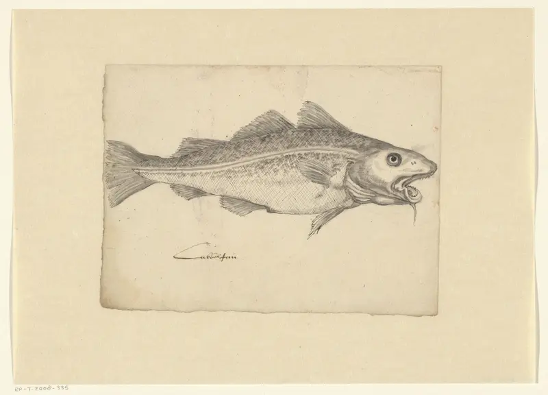 Atlantic cod (Gadus callarias) Wall Art by anonymous - High-Resolution Digital Print