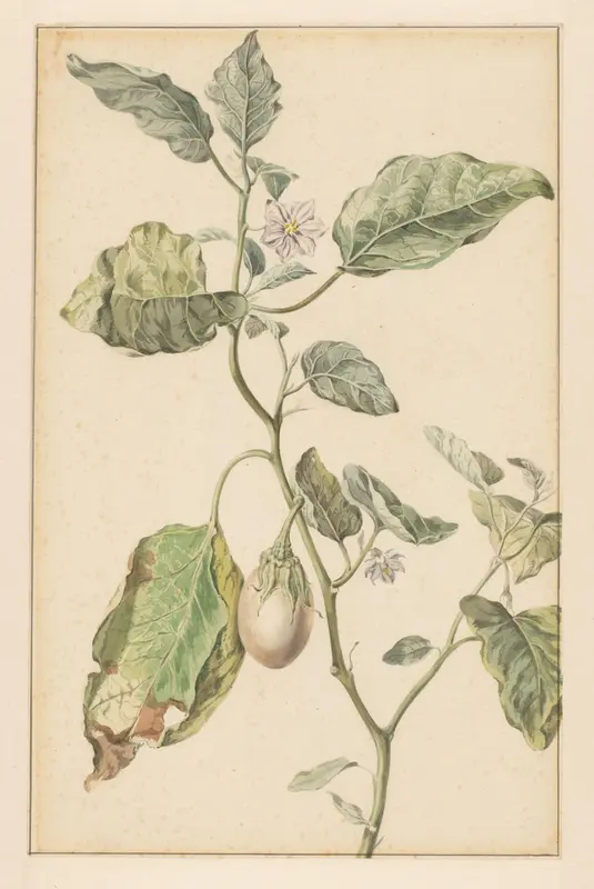 Aubergineplant Wall Art by Jan Jansz. van der Vinne - High-Resolution Digital Print
