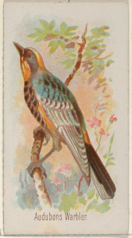 Audobons Warbler, from the Song Birds of the World series (N23) for Allen & Ginter Cigarettes Wall Art by Allen & Ginter - High-Resolution Digital Print
