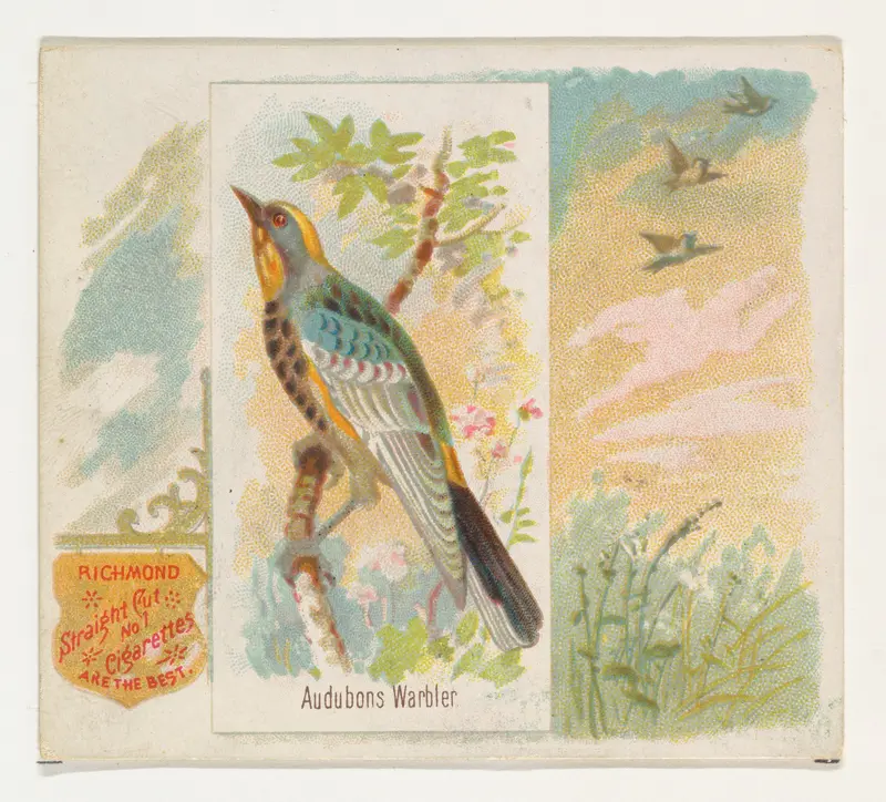 Audobons Warbler, from the Song Birds of the World series (N42) for Allen & Ginter Cigarettes Wall Art by Allen & Ginter - High-Resolution Digital Print