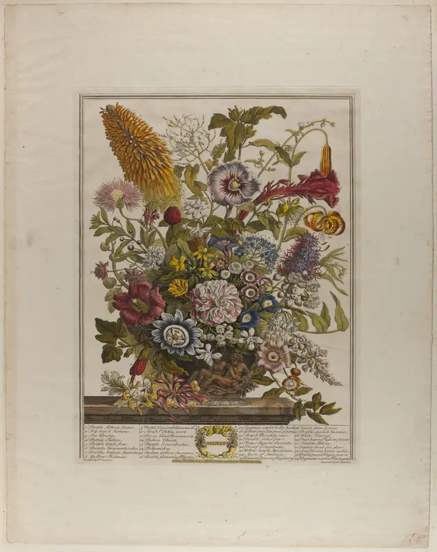 August, from Twelve Months of Flowers