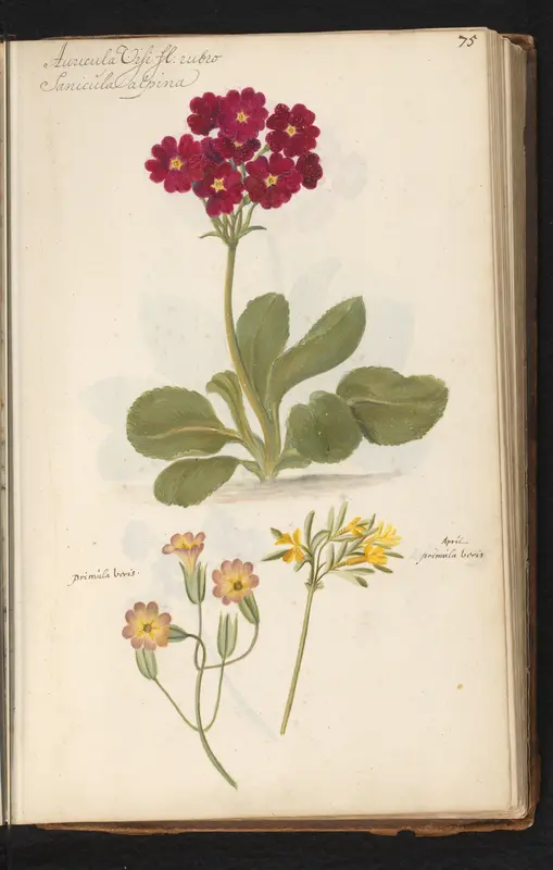 Aurikel (Primula auricula) en gulden sleutelbloem (Primula veris) Wall Art by anonymous - High-Resolution Digital Print