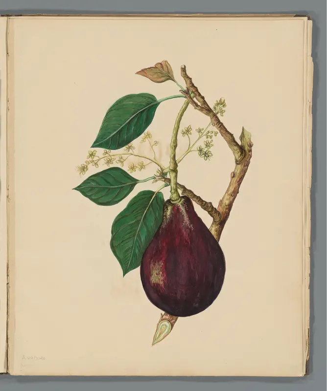 Avocado (Persea americana) Wall Art by Unknown - High-Resolution Digital Print