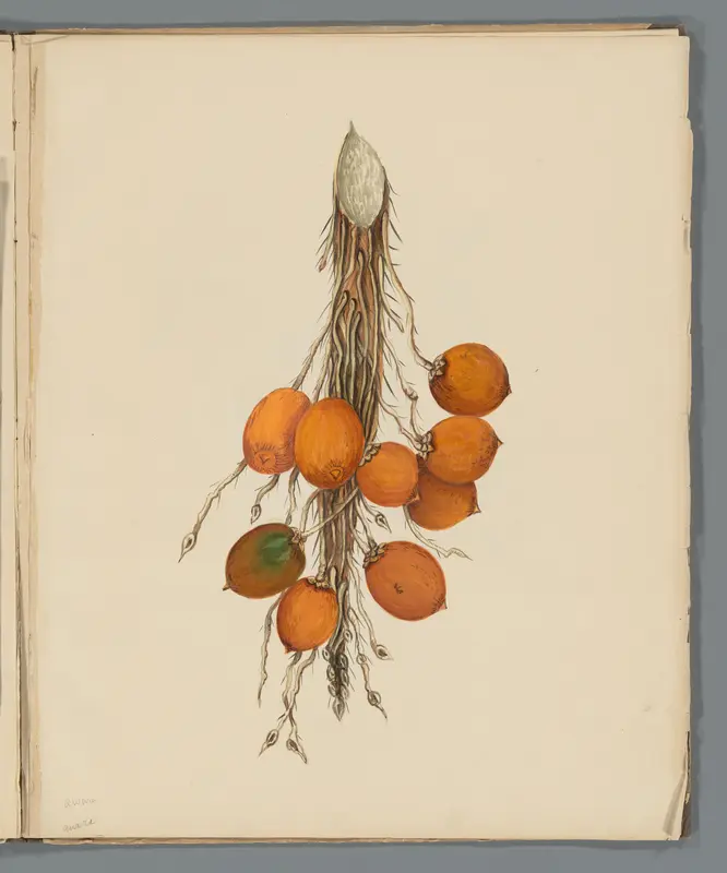 Awarra (Astrocaryum vulgare) Wall Art by Unknown - High-Resolution Digital Print