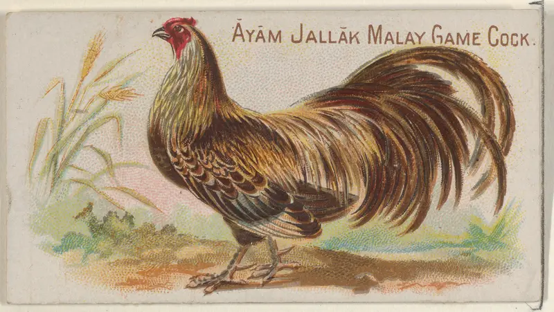 Ayam Jallak Malay Game Cock, from the Prize and Game Chickens series (N20) for Allen & Ginter Cigarettes Wall Art by Allen & Ginter - High-Resolution Digital Print