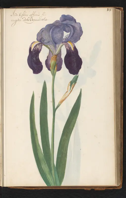 Baardiris (Iris germanica) Wall Art by anonymous - High-Resolution Digital Print