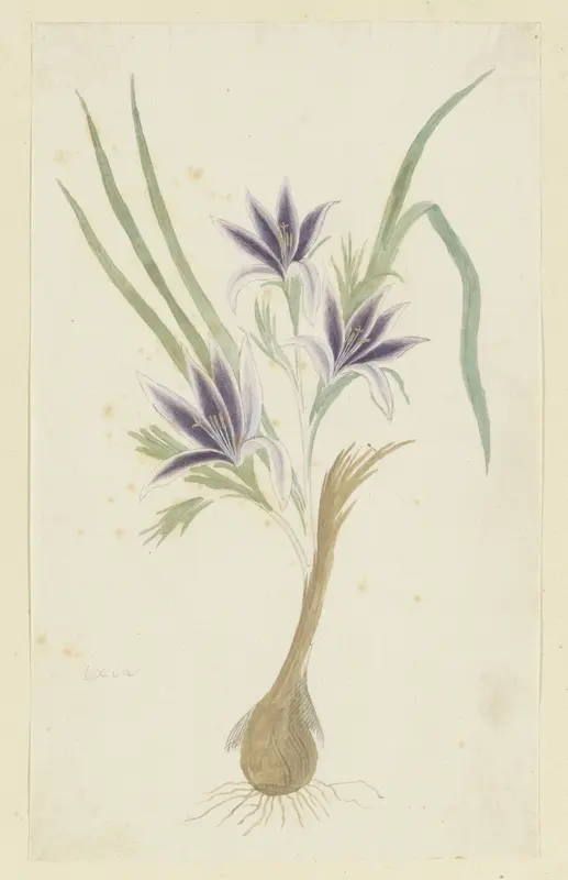 Babiana sambucina (Jacq.) Ker Gawl. (Bobbejaantje) Wall Art by Robert Jacob Gordon - High-Resolution Digital Print