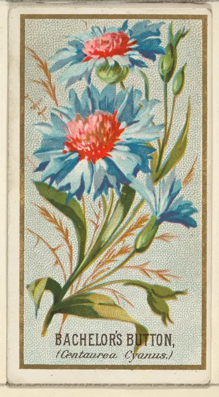 Bachelor's Button (Centaurea Cyanus), from the Flowers series for Old Judge Cigarettes Wall Art by Goodwin & Company - High-Resolution Digital Print
