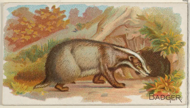 Badger, from the Quadrupeds series (N21) for Allen & Ginter Cigarettes Wall Art by Allen & Ginter - High-Resolution Digital Print