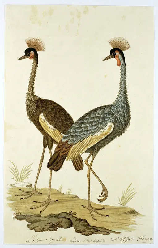 Balearica regulorum (Grey crowned crane) Wall Art by Robert Jacob Gordon - High-Resolution Digital Print