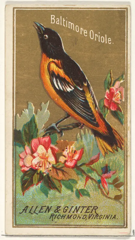 Baltimore Oriole, from the Birds of America series (N4) for Allen & Ginter Cigarettes Brands Wall Art by Allen & Ginter - High-Resolution Digital Print