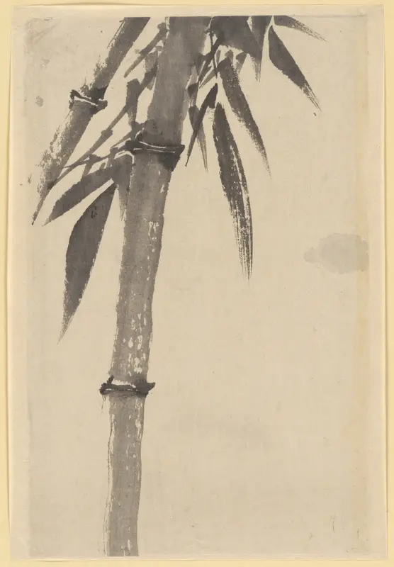 Bamboo