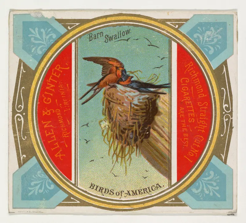 Barn Swallow, from the Birds of America series (N37) for Allen & Ginter Cigarettes Wall Art by Allen & Ginter - High-Resolution Digital Print