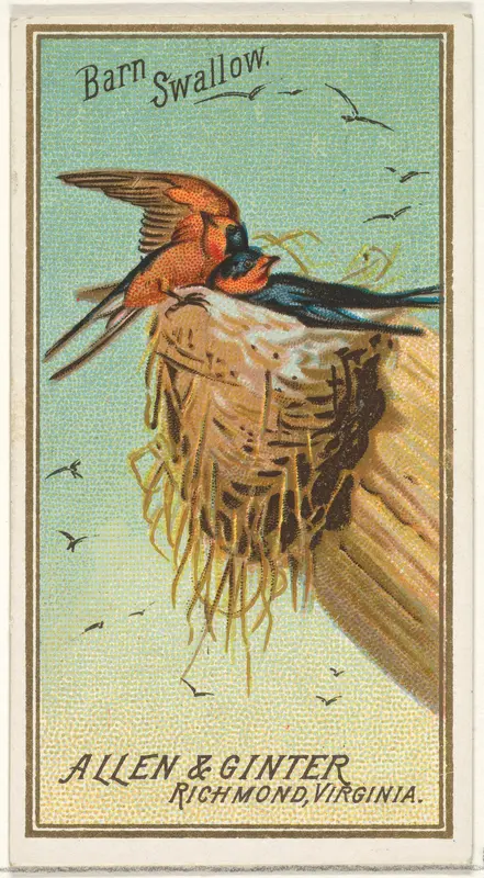 Barn Swallow, from the Birds of America series (N4) for Allen & Ginter Cigarettes Brands Wall Art by Allen & Ginter - High-Resolution Digital Print