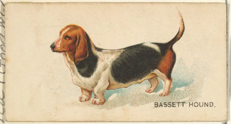 Bassett Hound, from the Dogs of the World series for Old Judge Cigarettes Wall Art by Goodwin & Company - High-Resolution Digital Print