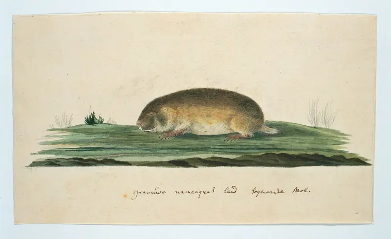 Bathyergus janetta (Namaqua dune mole-rat) Wall Art by Robert Jacob Gordon - High-Resolution Digital Print
