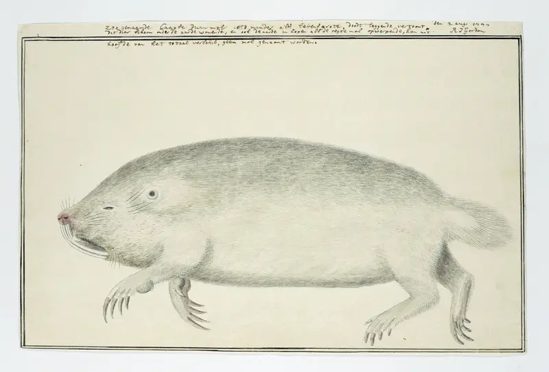 Bathyergus suillus (Cape dune mole-rat) Wall Art by Robert Jacob Gordon - High-Resolution Digital Print