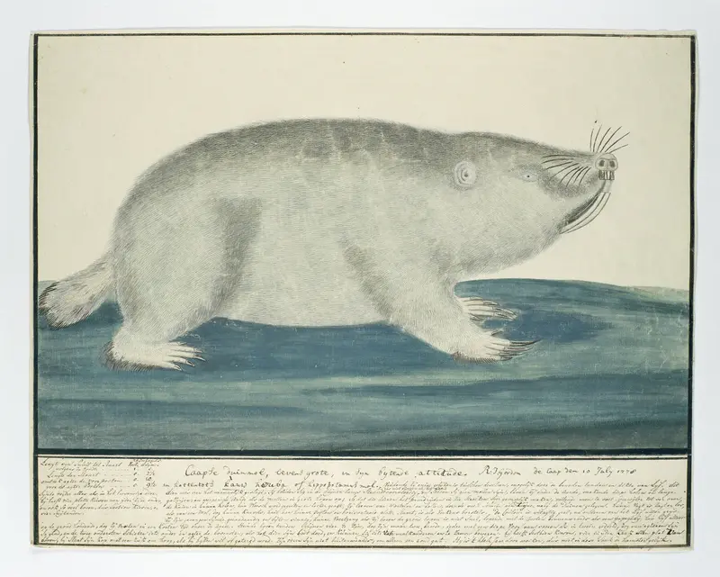 Bathyergus suillus (Cape dune mole-rat) Wall Art by Unknown - High-Resolution Digital Print