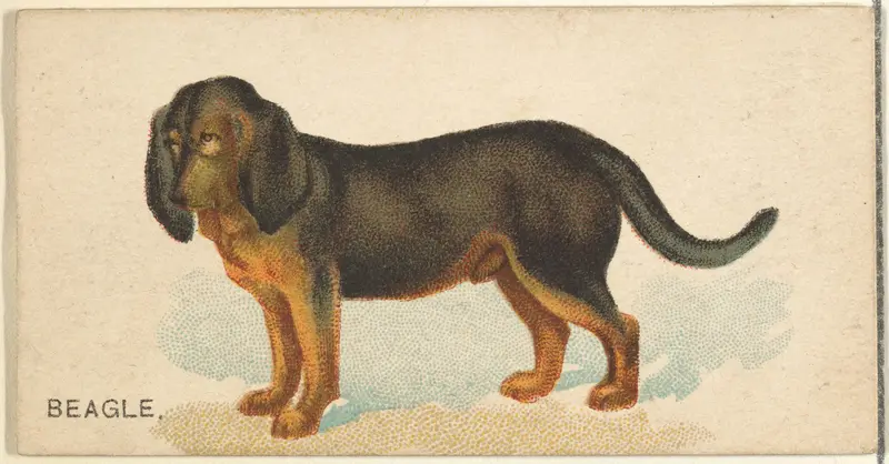Beagle, from the Dogs of the World series for Old Judge Cigarettes Wall Art by Goodwin & Company - High-Resolution Digital Print