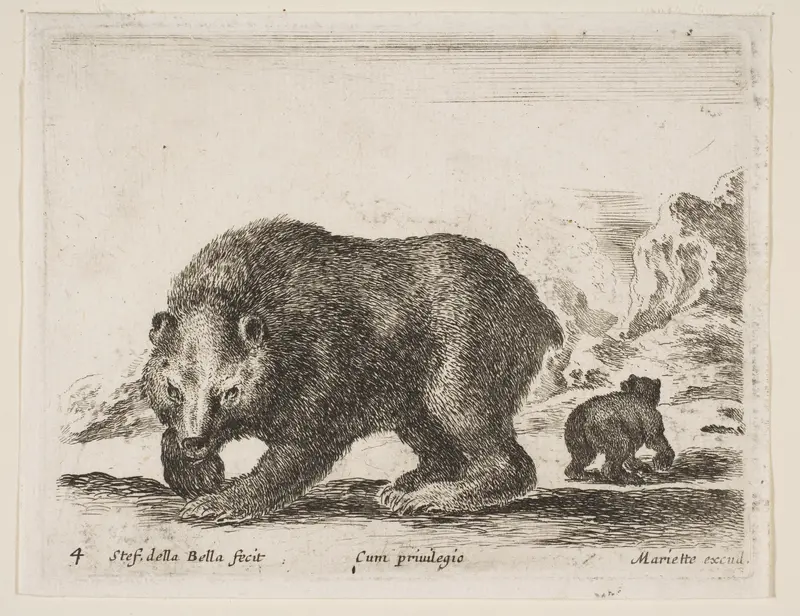 Bear, plate 4 from "Various Animals" (Diversi Animali) Wall Art by Stefano della Bella - High-Resolution Digital Print