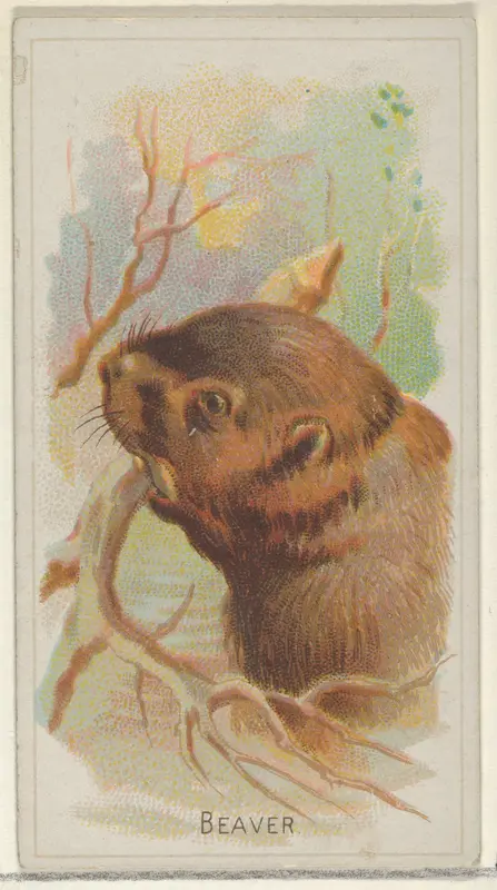 Beaver, from the Wild Animals of the World series (N25) for Allen & Ginter Cigarettes Wall Art by Allen & Ginter - High-Resolution Digital Print