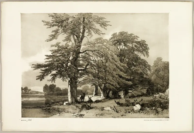 Beech, from The Park and the Forest Wall Art by James Duffield Harding - High-Resolution Digital Print