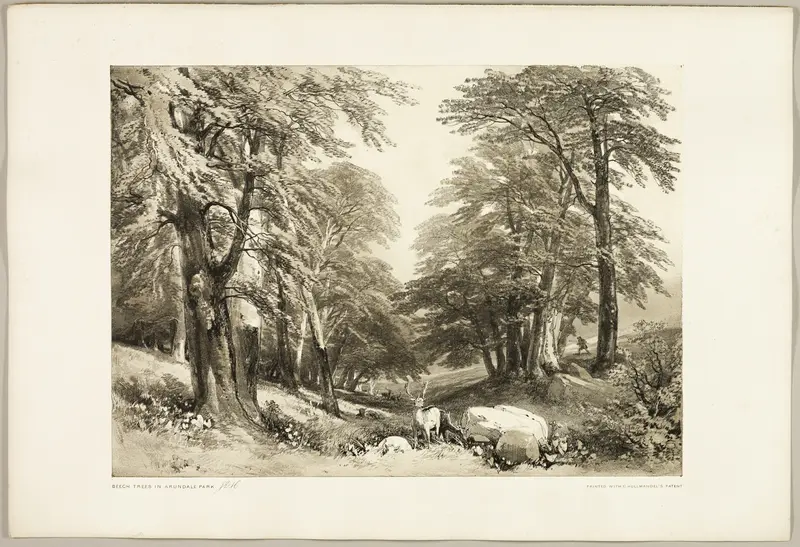 Beech Trees in Arundale Park, from The Park and the Forest Wall Art by James Duffield Harding - High-Resolution Digital Print