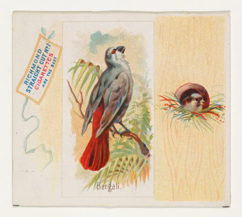 Bengali, from the Song Birds of the World series (N42) for Allen & Ginter Cigarettes Wall Art by Allen & Ginter - High-Resolution Digital Print
