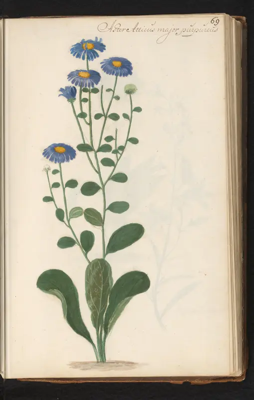 Bergaster (Aster amellus) Wall Art by anonymous - High-Resolution Digital Print