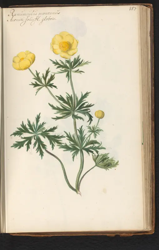 Berghanevoet (Ranunculus montanus) Wall Art by anonymous - High-Resolution Digital Print