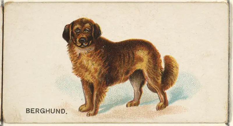 Berghund, from the Dogs of the World series for Old Judge Cigarettes Wall Art by Goodwin & Company - High-Resolution Digital Print