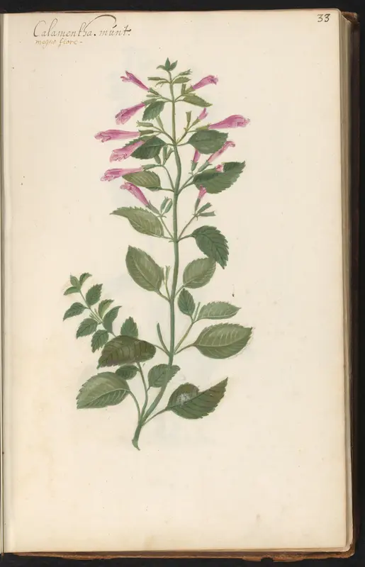 Bergsteentijm (Clamintha grandiflora) Wall Art by anonymous - High-Resolution Digital Print