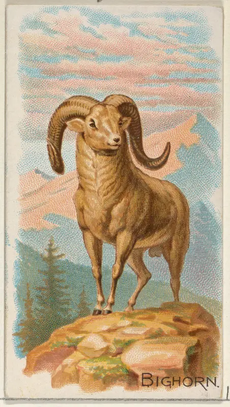 Bighorn, from the Quadrupeds series (N21) for Allen & Ginter Cigarettes Wall Art by Allen & Ginter - High-Resolution Digital Print
