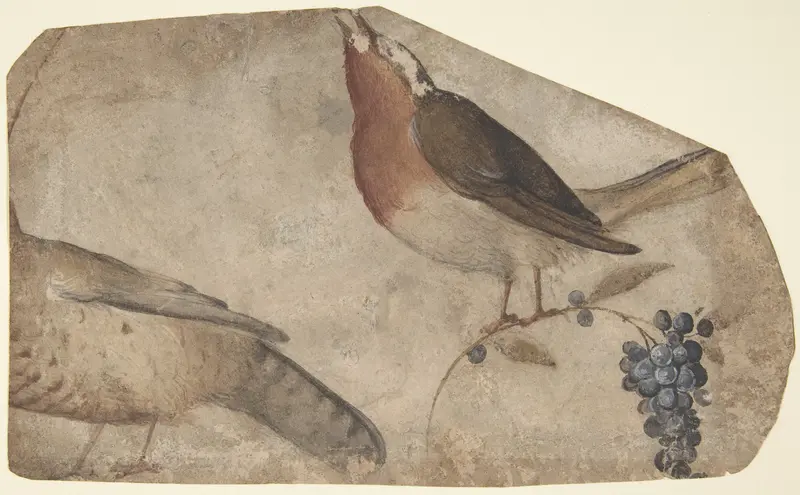 Bird Eating Grapes (recto); Tigress (verso) Wall Art by Giovanni da Udine (Giovanni dei Ricamatori) - High-Resolution Digital Print