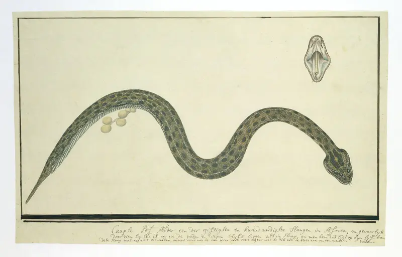 Bitis atropos (Bergadder) Wall Art by Unknown - High-Resolution Digital Print