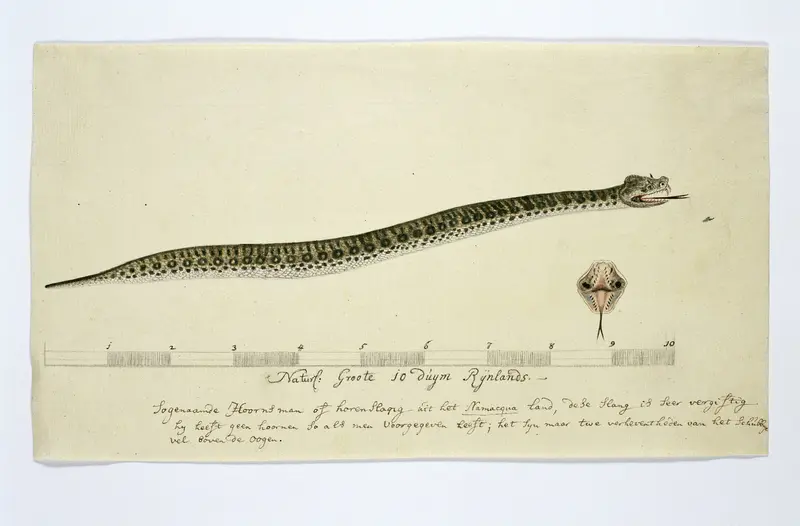 Bitis caudalis (Horned adder) Wall Art by Unknown - High-Resolution Digital Print