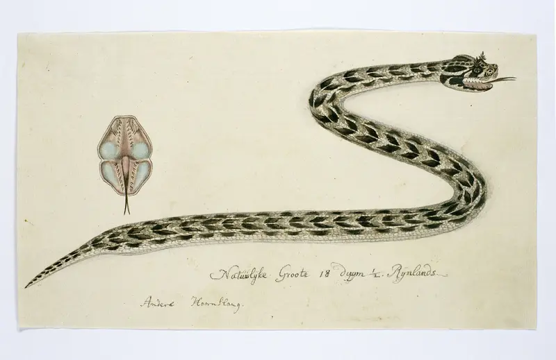 Bitis cornuta (Hornsman adder) Wall Art by Unknown - High-Resolution Digital Print