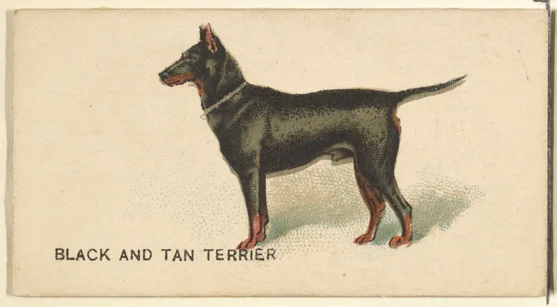Black and Tan Terrier, from the Dogs of the World series for Old Judge Cigarettes Wall Art by Goodwin & Company - High-Resolution Digital Print
