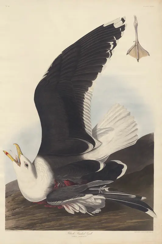 Black Backed Gull Wall Art by Robert Havell - High-Resolution Digital Print
