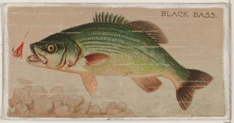 Black Bass, from the series Fishers and Fish (N74) for Duke brand cigarettes Wall Art by Knapp & Company - High-Resolution Digital Print