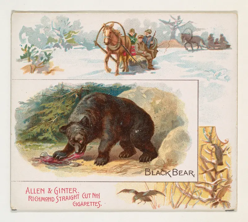 Black Bear, from Quadrupeds series (N41) for Allen & Ginter Cigarettes Wall Art by Allen & Ginter - High-Resolution Digital Print