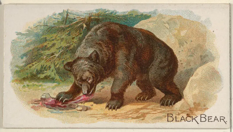 Black Bear, from the Quadrupeds series (N21) for Allen & Ginter Cigarettes Wall Art by Allen & Ginter - High-Resolution Digital Print