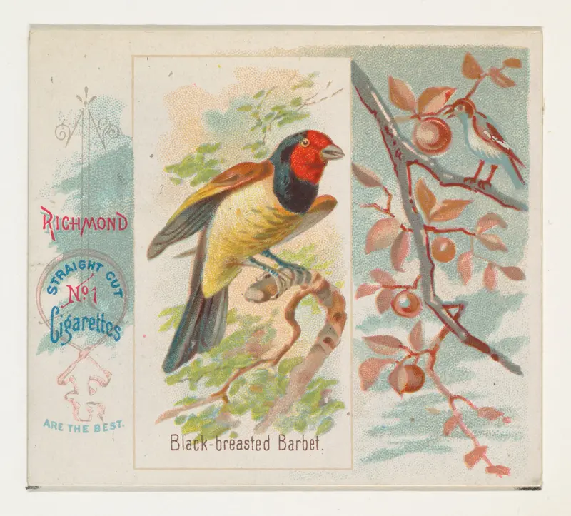 Black-breasted Barbet, from the Song Birds of the World series (N42) for Allen & Ginter Cigarettes Wall Art by Allen & Ginter - High-Resolution Digital Print