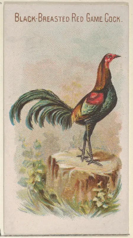 Black-Breasted Red Game Cock, from the Prize and Game Chickens series (N20) for Allen & Ginter Cigarettes Wall Art by Allen & Ginter - High-Resolution Digital Print