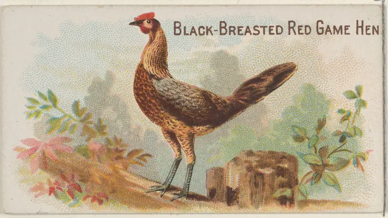 Black-Breasted Red Game Hen, from the Prize and Game Chickens series (N20) for Allen & Ginter Cigarettes Wall Art by Allen & Ginter - High-Resolution Digital Print