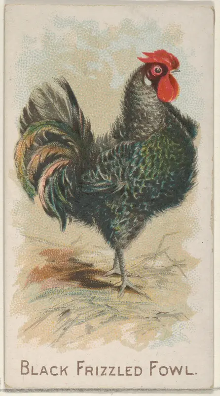 Black Frizzled Fowl, from the Prize and Game Chickens series (N20) for Allen & Ginter Cigarettes Wall Art by Allen & Ginter - High-Resolution Digital Print