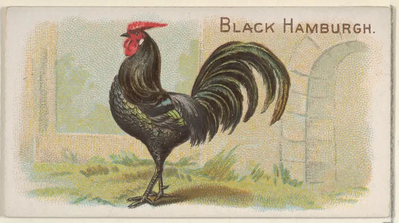 Black Hamburgh, from the Prize and Game Chickens series (N20) for Allen & Ginter Cigarettes Wall Art by Allen & Ginter - High-Resolution Digital Print