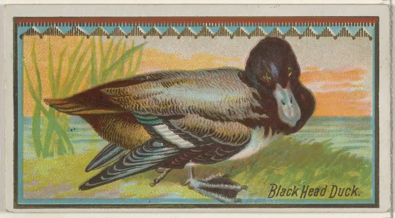 Black Head Duck, from the Game Birds series (N13) for Allen & Ginter Cigarettes Brands Wall Art by Allen & Ginter - High-Resolution Digital Print
