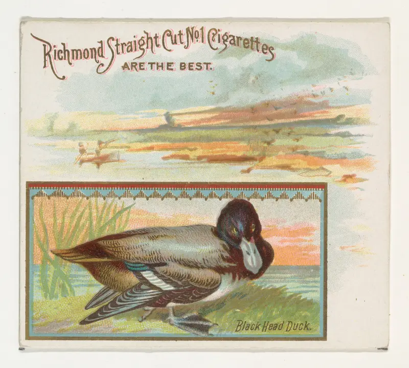 Black Head Duck, from the Game Birds series (N40) for Allen & Ginter Cigarettes Wall Art by Allen & Ginter - High-Resolution Digital Print